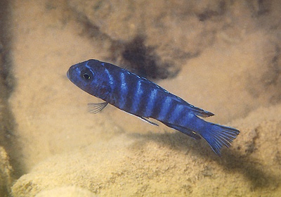 Maylandia sp. 'elongatus chidunga' Chidunga Rocks